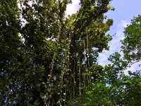 Guadeloupe: Dschungel bei maison de forêt